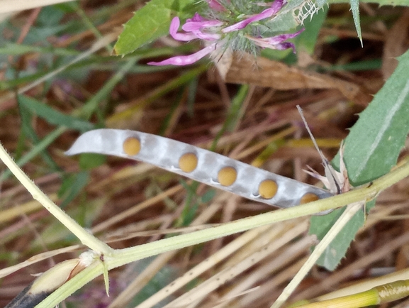 טופח כדורי  צולם על ידי יהונתן רונס 