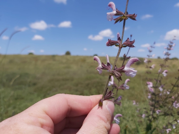 Eig's Sage  photographed by יצחק כהן 