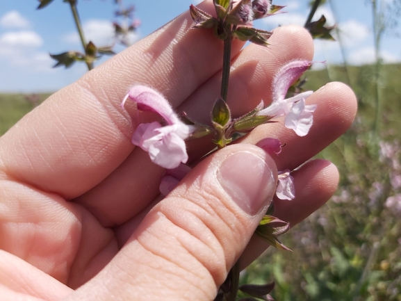 מרוות איג  צולם על ידי יצחק כהן 