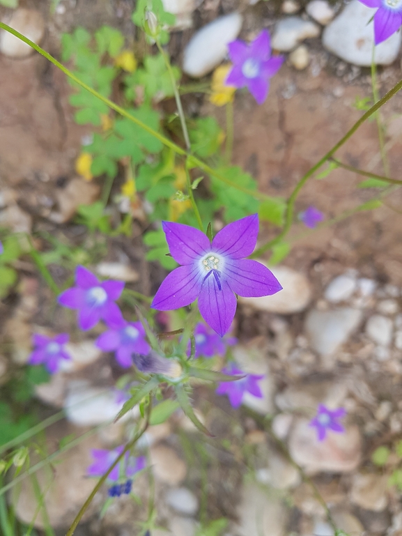 פעמונית צידונית  צולם על ידי אתר הצמחים האדומים 