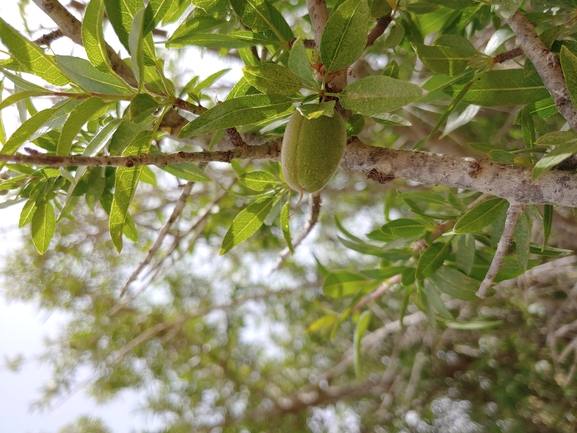 שקד רמון  צולם על ידי דר בן-נתן 