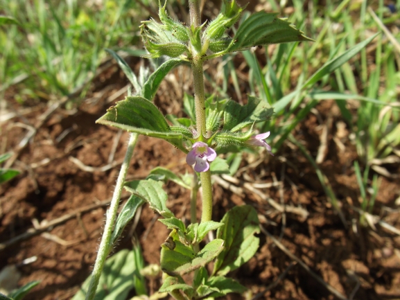 אקינוס ריחני  צולם על ידי אסף חיים 