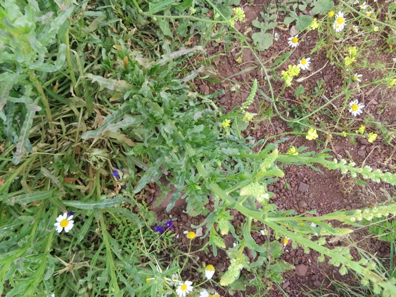 רכפת הצבעים  צולם על ידי יאיר אור 