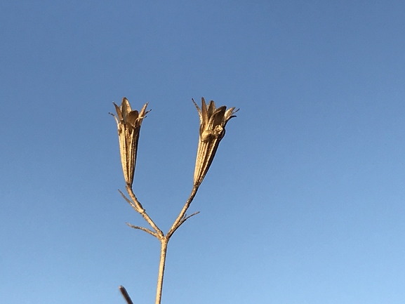 חלוק זהרי  צולם על ידי שמואל מזר 