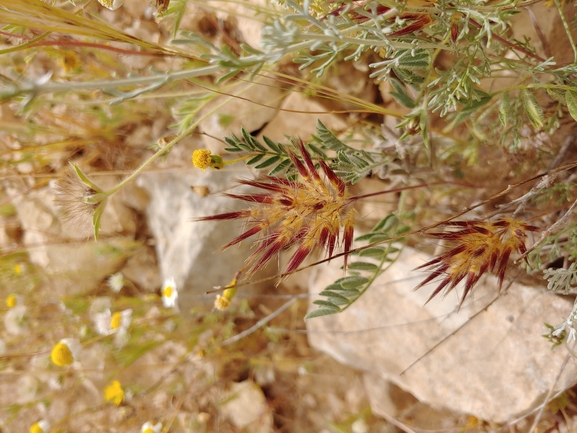 בואסיירה מצויצת  צולם על ידי דר בן-נתן 