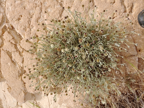 נוציץ המדבר  צולם על ידי דר בן-נתן 