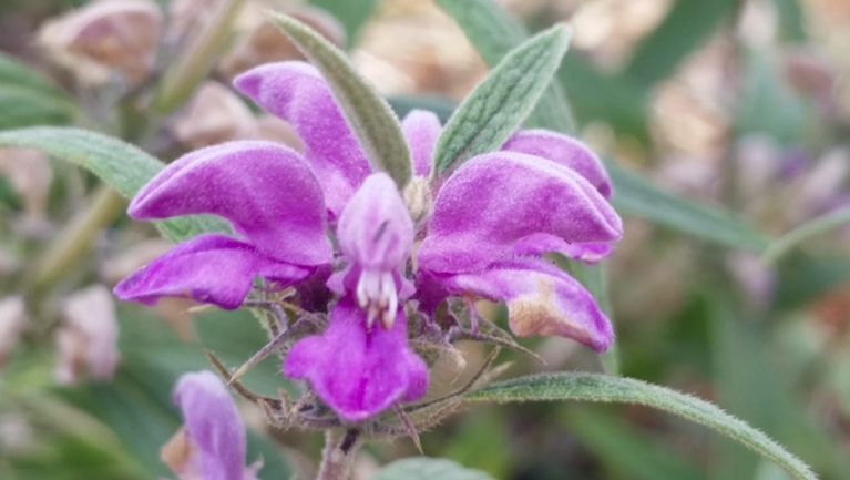 שלהבית הגלגל  צולם על ידי צבי שביד 