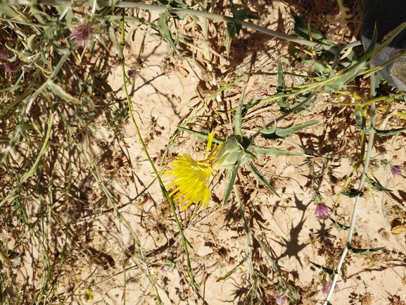 קורטם פרסי  צולם על ידי אורי פרגמן-ספיר 