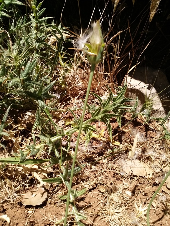 הרדופנין מנוצה  צולם על ידי לוטן רן 