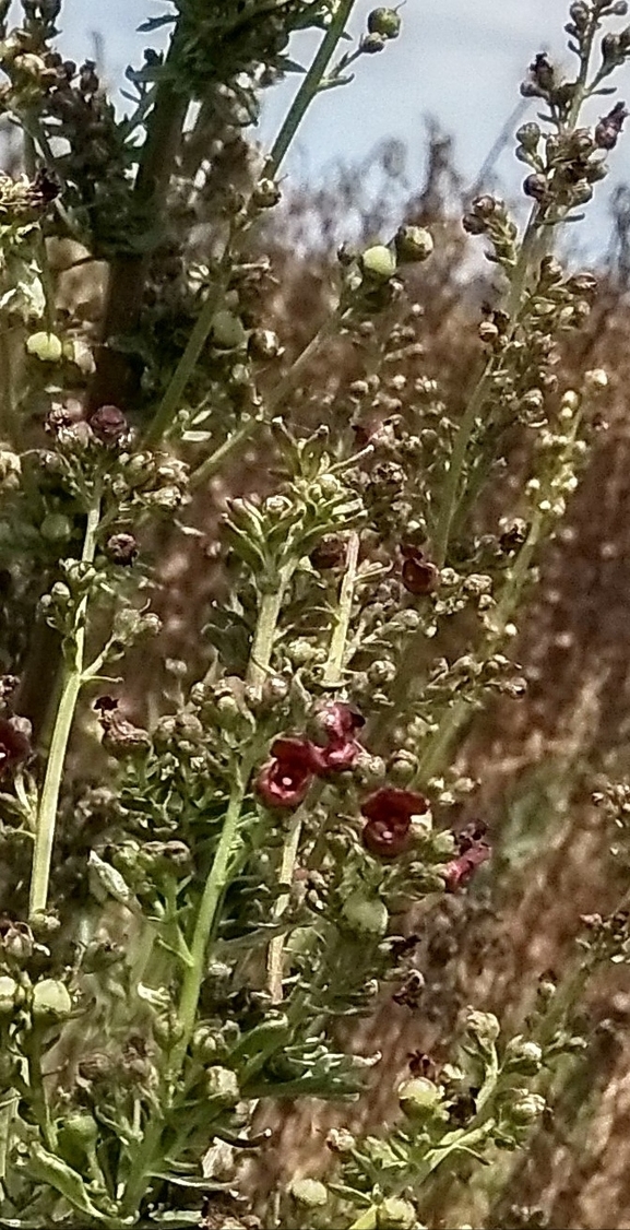 לוענית יריחו  צולם על ידי סיקו בכור 