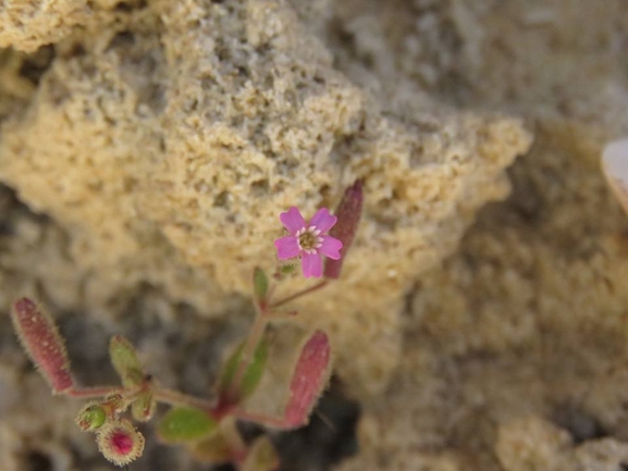 ציפורנית זעירה  צולם על ידי נתאי חיון 