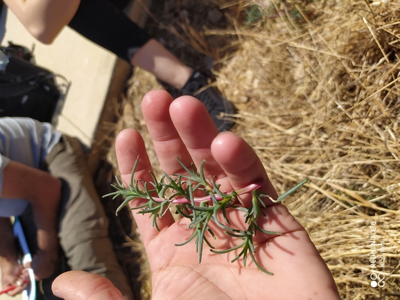 מלחית הבורית  צולם על ידי לביא קורן 