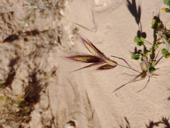 Danthoine's Brome, Multi-awned Brome  