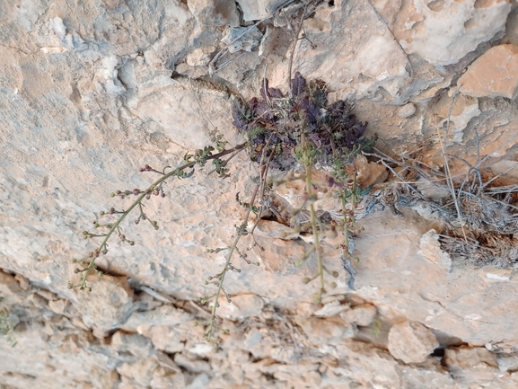 Woody-rootstocked Figwort  