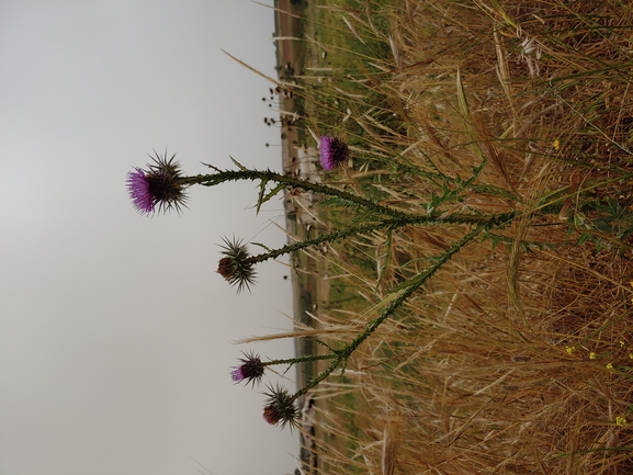 False Plumed Thistle  