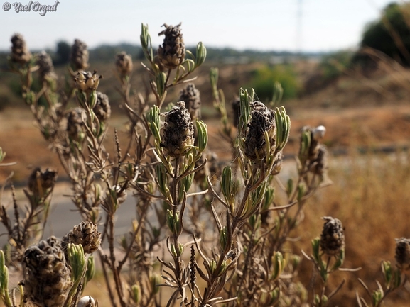 אזוביון דגול  צולם על ידי יעל אורגד 