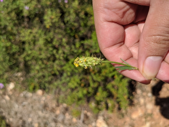 גרגרנית משובלת  צולם על ידי יואב רמון 