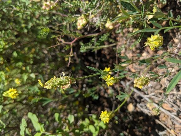 גרגרנית משובלת  צולם על ידי יואב רמון 