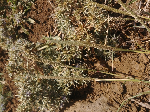 עטיינית ארוכה  צולם על ידי דר בן-נתן 