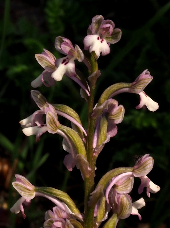 Anacamptis israelitica  צולם על ידי פרומקין רון 