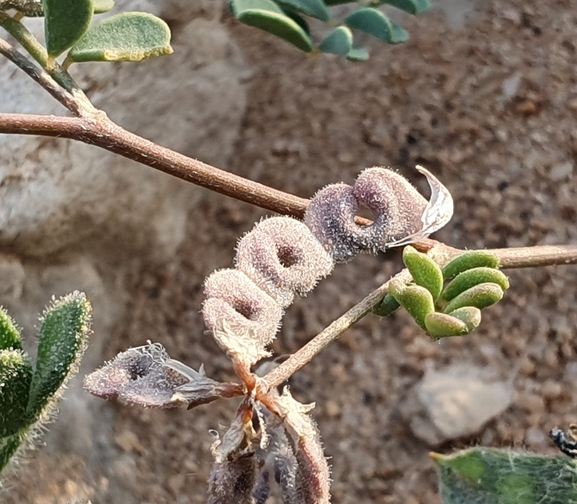 פרסה משונצת  צולם על ידי דפנה כרמלי 