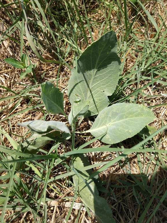 Broad-leaved Pepperweed, Broad-leaved Pepperwort  photographed by טל לבנוני 