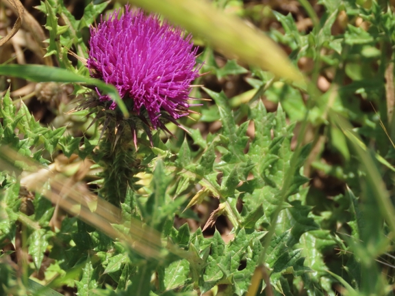 False Plumed Thistle  photographed by טל לבנוני 