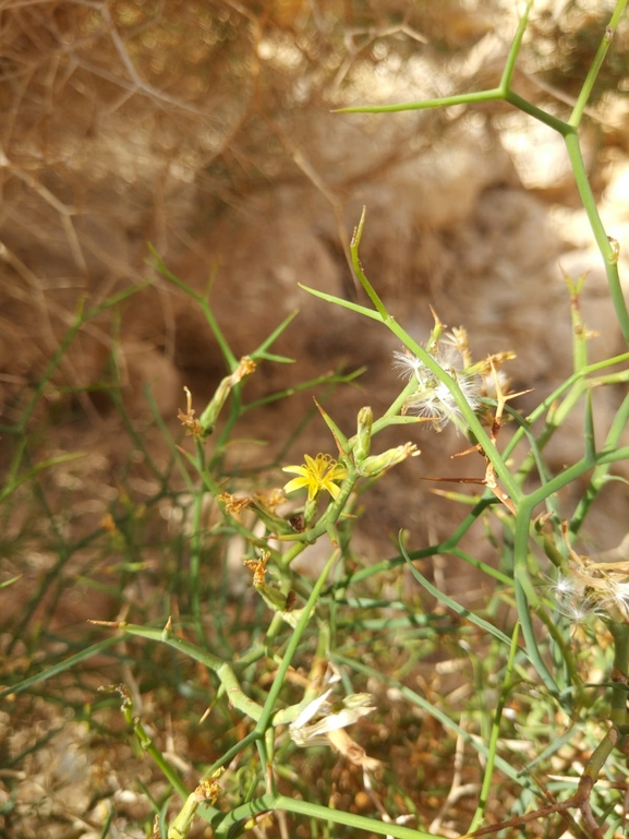 Spiny Launea  photographed by טל לבנוני 