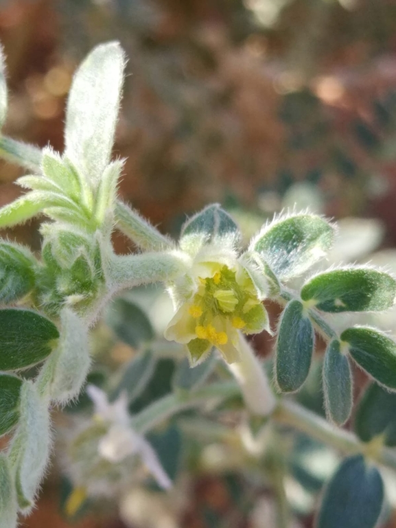 Tribulus macropterus  photographed by טל לבנוני 