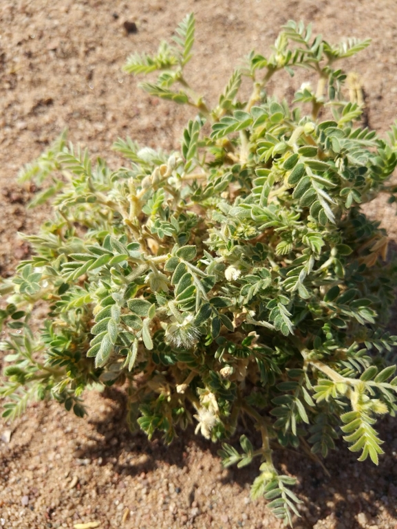 Tribulus macropterus  photographed by טל לבנוני 