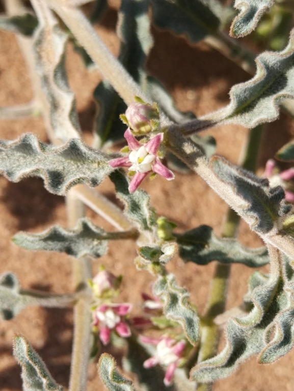 Glossonema boveanum  photographed by טל לבנוני 