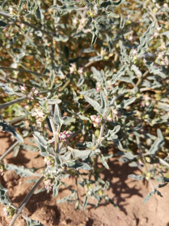 Glossonema boveanum  photographed by טל לבנוני 