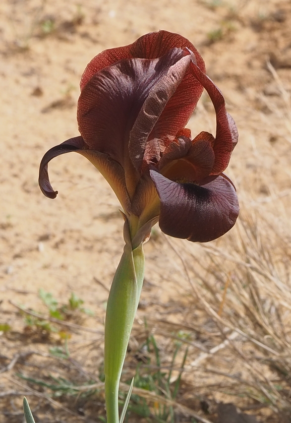 אירוס ירוחם  צולם על ידי פרומקין רון 