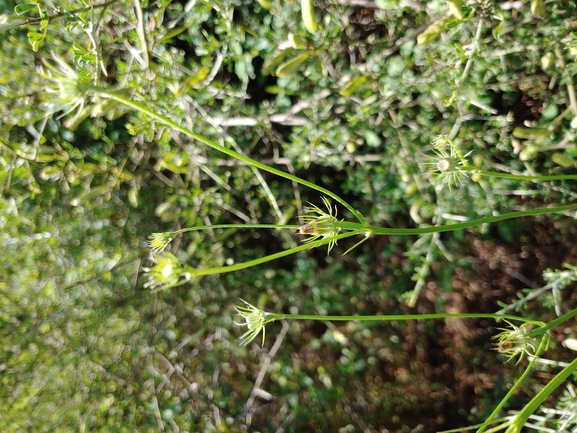 קיטה סוככנית  צולם על ידי דר בן-נתן 