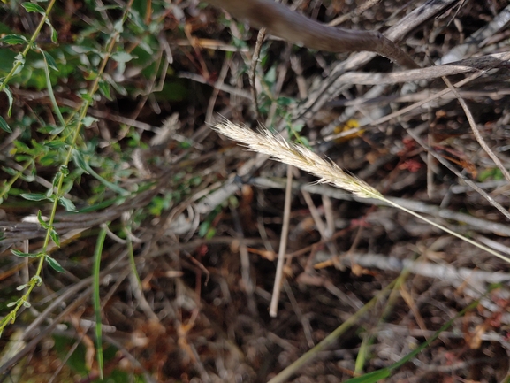 Velvet Grass  