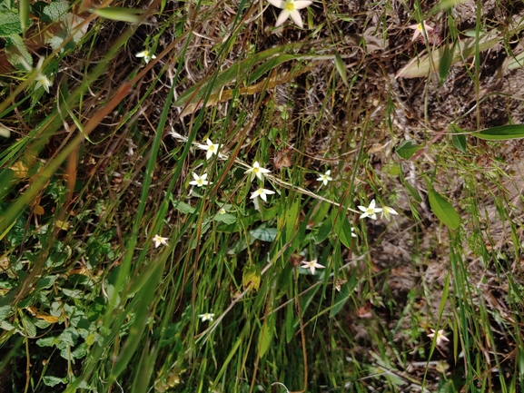 Centaurium maritimum  