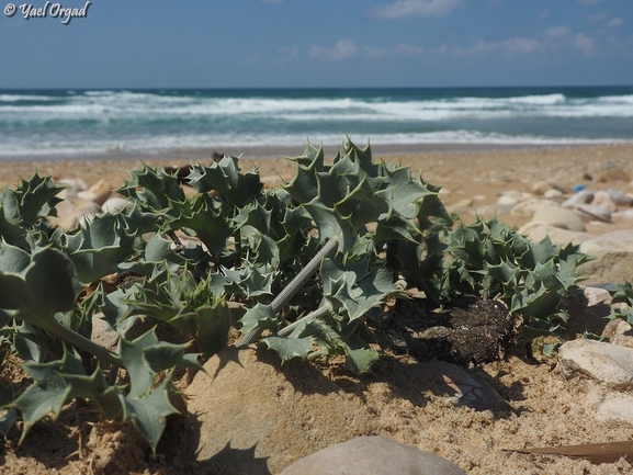 Sea Holly  photographed by יעל אורגד 