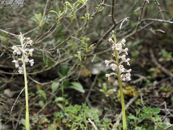 Anacamptis israelitica  photographed by יעל אורגד 