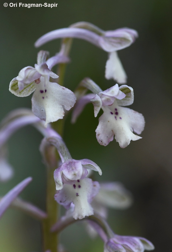 Anacamptis israelitica  צולם על ידי אורי פרגמן-ספיר 