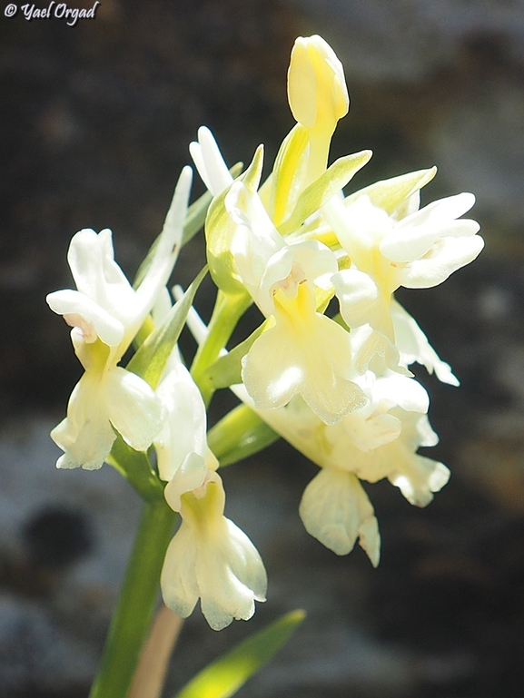 Roman Orchid  photographed by יעל אורגד 