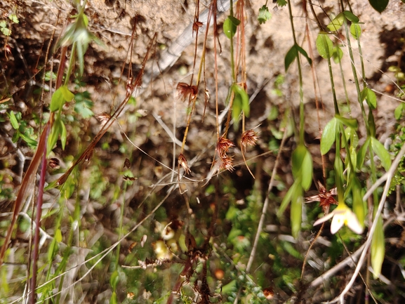 Dwarf Rush, Headed Rush  