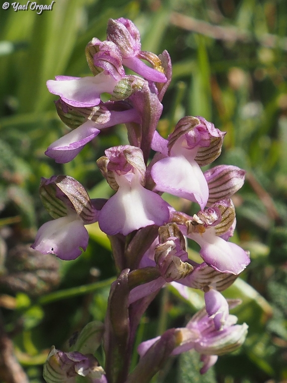 Syrian Orchid  photographed by יעל אורגד 