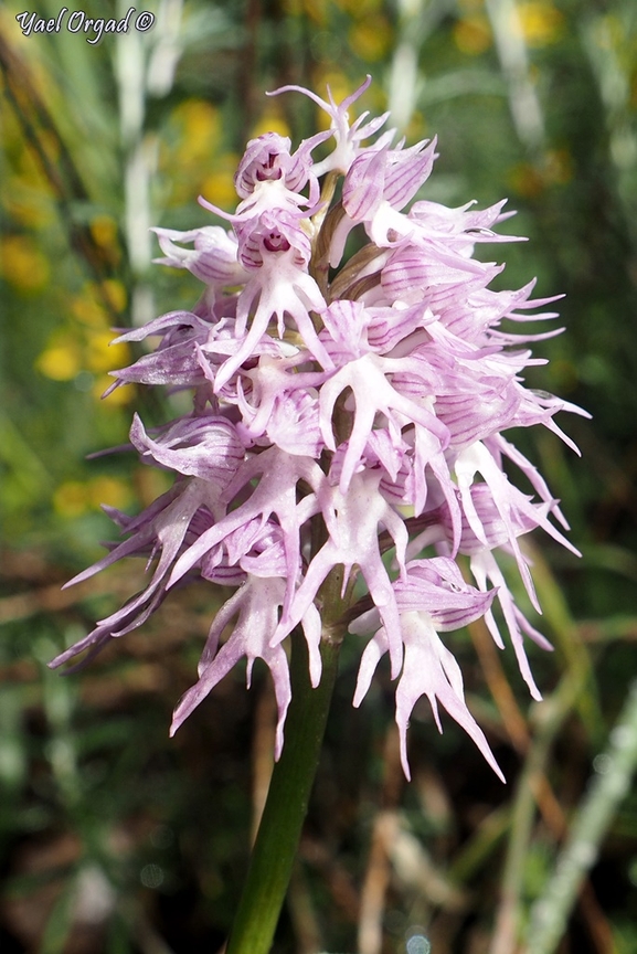 Naked Man Orchid, Italian Orchid  photographed by יעל אורגד 