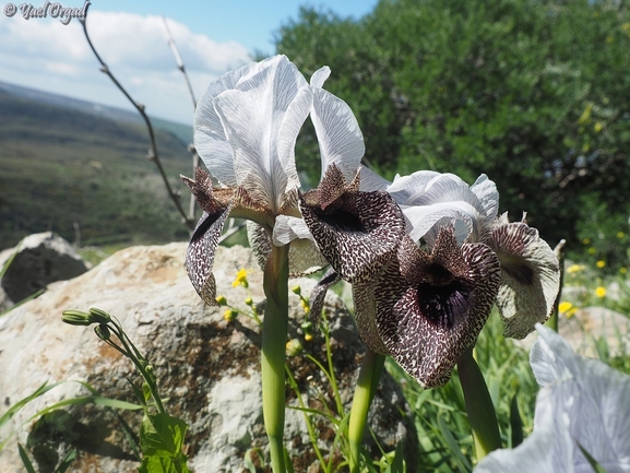 Nazareth Iris, Bismarck Iris  photographed by יעל אורגד 