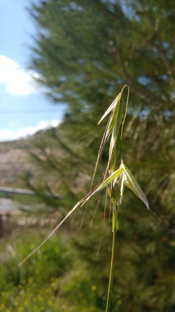 Wild oat sp.  photographed by יהונתן רונס 