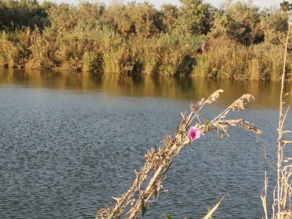 Salt-marsh Morning Glory  photographed by טל לבנוני 