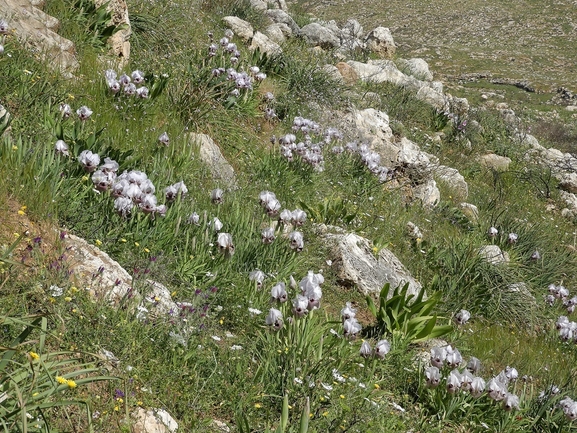 Samaria Iris  photographed by יעל אורגד 