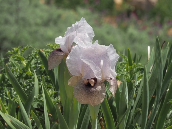 Samaria Iris  photographed by יעל אורגד 