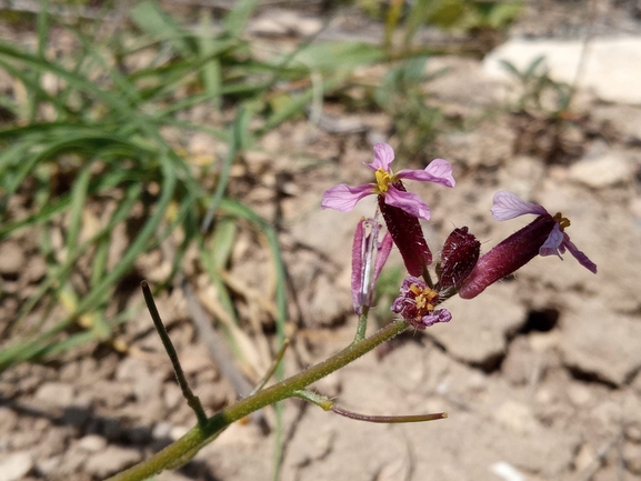 קרן-יעל סורית  צולם על ידי יהונתן רונס 