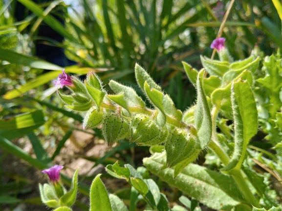 נוניאה נאה  צולם על ידי יהונתן רונס 